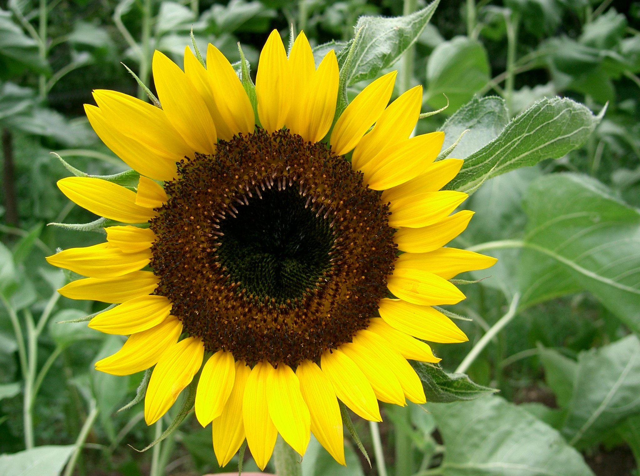 helianthus_annuus_taiyo_1.jpg