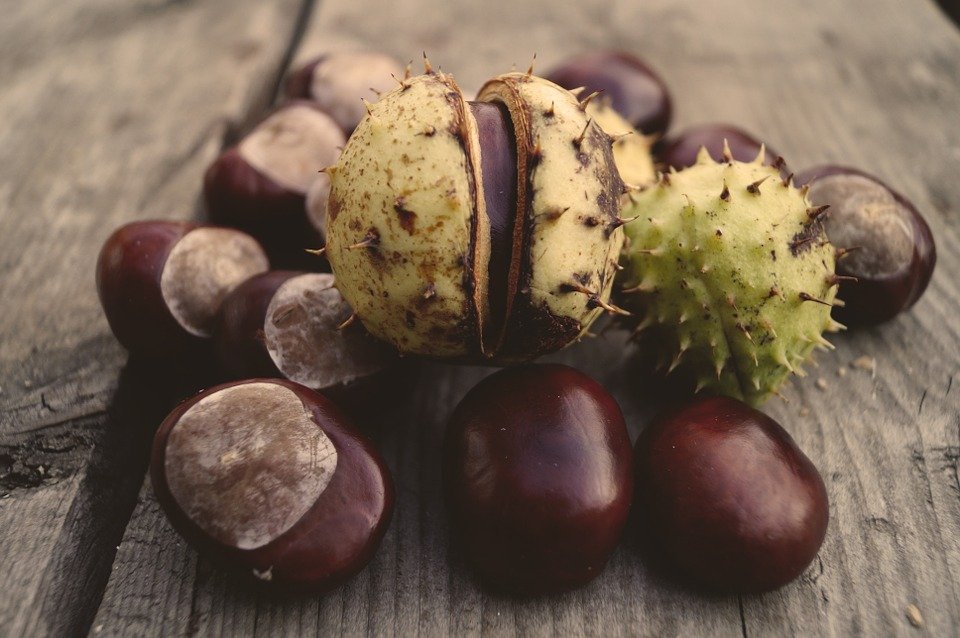horse-chestnut-967777_960_720.jpg